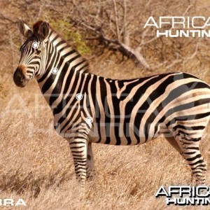 Hunting Zebra Shot Placement