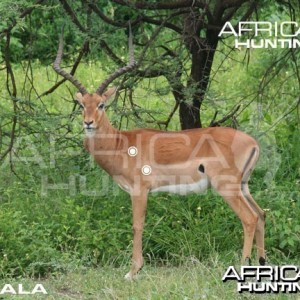 Hunting Impala Shot Placement