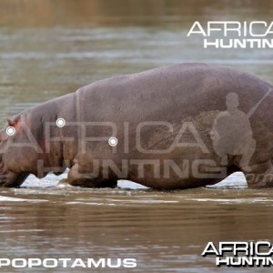 Hunting Hippopotamus Shot Placement