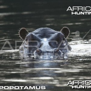 Hunting Hippopotamus Shot Placement