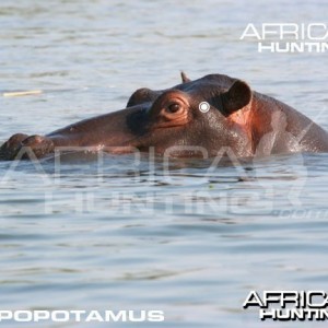 Hunting Hippopotamus Shot Placement