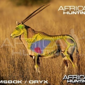 Bowhunting Gemsbok Shot Placement