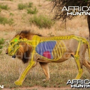 Bowhunting Lion Shot Placement