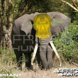 Bowhunting Elephant Front View Shot Placement