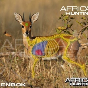 Bowhunting Steenbok Shot Placement