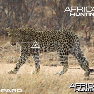 Bowhunting Leopard Shot Placement