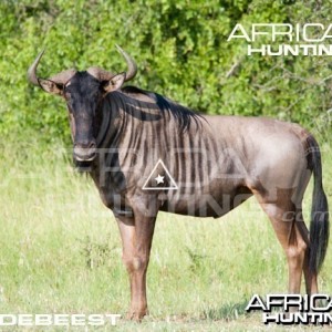 Bowhunting Wildebeest Shot Placement