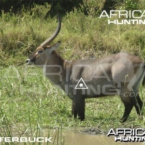 Bowhunting Waterbuck Shot Placement