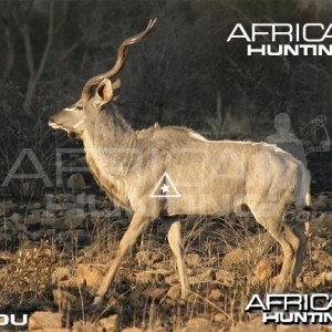 Bowhunting Kudu Shot Placement