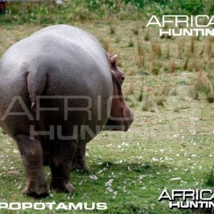 Bowhunting Hippopotamus Shot Placement