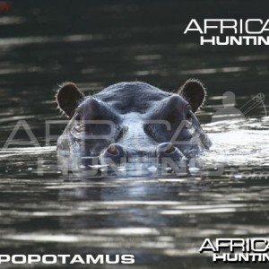 Bowhunting Hippopotamus Shot Placement