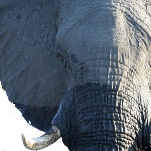 African Elephants