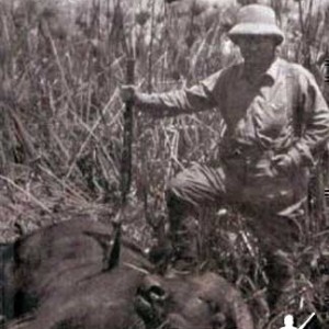 Cape Buffalo Hunt