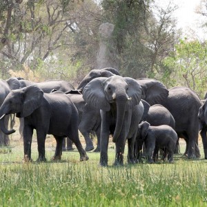 African Elephants