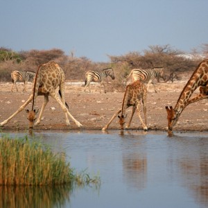 Giraffes drinking