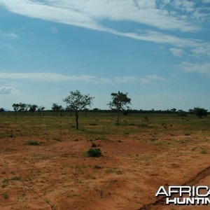 Plain in Namibia