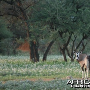 Gemsbok