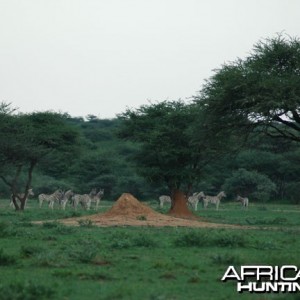 Burchell's Zebra