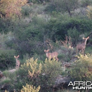 Kudu Female