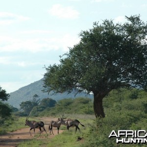 Oryx in Namibia