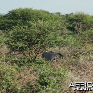 Gemsbok