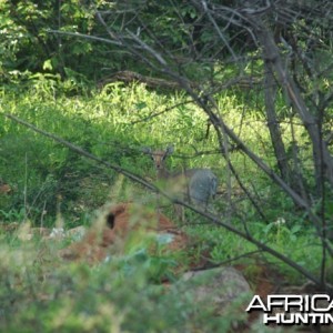 Damara Dik-Dik