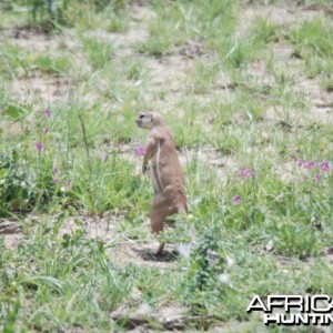 Ground Squirrel