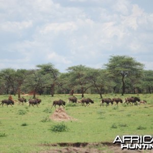 Wildebeest