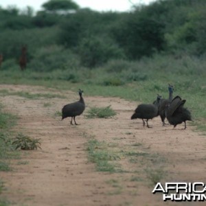 Guineafowl