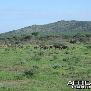 Wildebeest