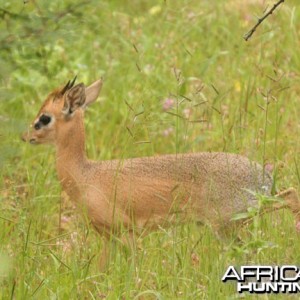 Damara Dik-Dik