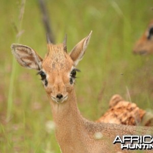 Damara Dik-Dik