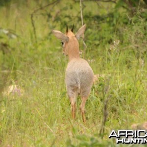 Damara Dik-Dik