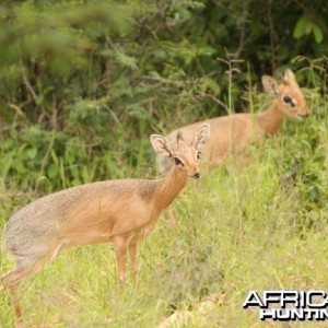 Damara Dik-Dik