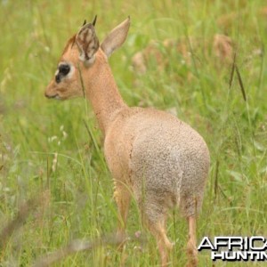 Damara Dik-Dik