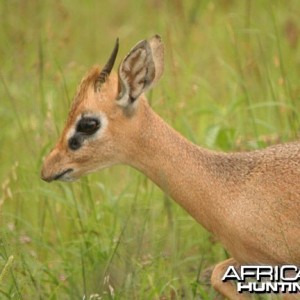 Damara Dik-Dik