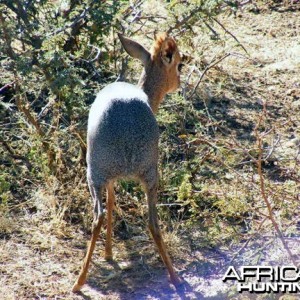 Damara Dik-Dik