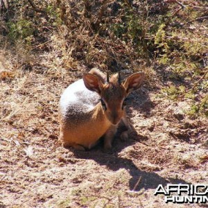 Damara Dik-Dik