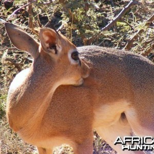 Damara Dik-Dik