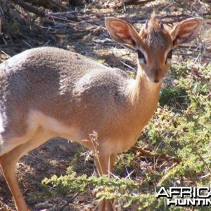 Damara Dik-Dik