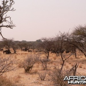 Black Wildebeest