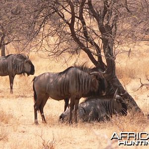 Blue Wildebeest