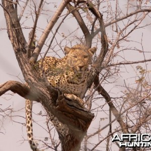 Leopard in Tree