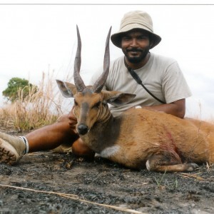 Bushbuck