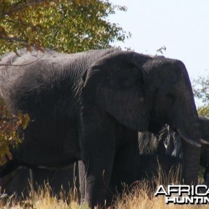 Elephant at Etosha