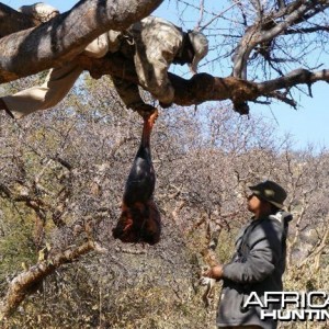 Bait for Hunting Leopard