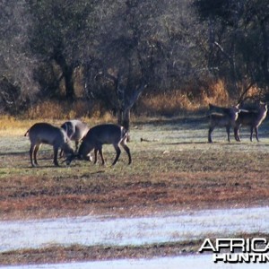 Waterbuck