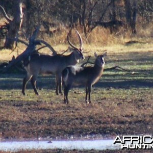 Waterbuck