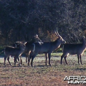 Waterbuck