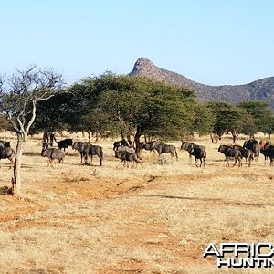 Blue Wildebeest